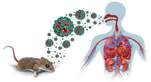 Moderna jumps on word it is working on a hantavirus vaccine