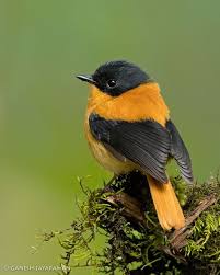 Black And Orange Flycatcher Ficedula Nigrorufa Nilgris India Birdsforlife Ganeshjayaraman Bird Pictures Beautiful Birds Rare Birds