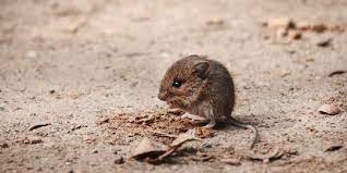 Maybe you would like to learn more about one of these? 9 Cara Mengusir Tikus Dari Kap Mobil Ampuh Dan Mudah Dilakukan Merdeka Com