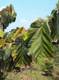 Image result for Pterospermum