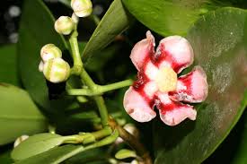 Image result for Clusiaceae