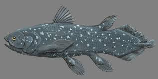 Image result for Coelachyrum