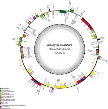 Image result for Diospyros crassiflora