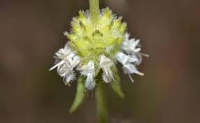 Image result for Platostoma montanum