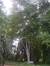 Image result for Irvingiaceae