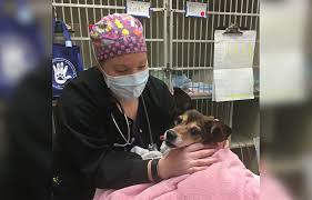We found 197 results for 24 hour emergency animal hospital in or near chicago, il. Emergency Veterinary Hospital To Open In Clarksville Clarksvillenow Com