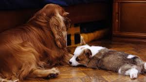 When pets are part of the family, leaving them behind can take the fun out of travelling. Guide To Flooring With Dogs Cats And Other Pets Floor Venue