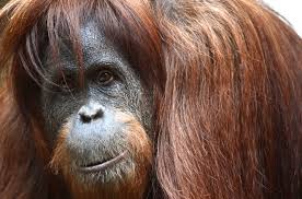 They are the only great apes found in asia. An Orangutan Learns To Fish The New Yorker