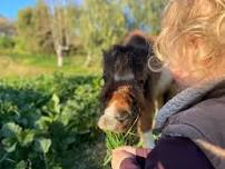 Mini Pony Adventures