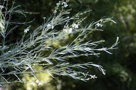 Image result for Gomphostigma