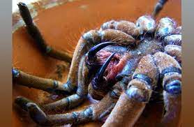 In the wild, its diet consists primarily of other large arthropods, worms, and amphibians.8 however, because of its. The Fangs Of A Goliath Bird Eating Spider 9gag