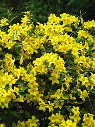 Image result for Gelsemiaceae