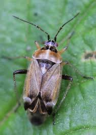 Image result for Erythrocephalum decipiens