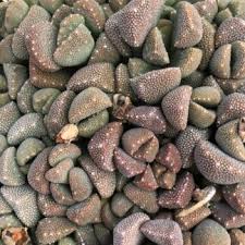 Image result for Hereroa glenensis