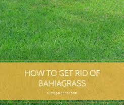 Maybe you would like to learn more about one of these? How To Get Rid Of Bahiagrass Tips To Prevent Bahia Grass