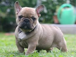 Frenchies come in a variety of different colors and patterns; French Bulldog Care Information Coat Pictures Dogexpress