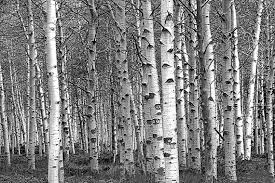 Black And White Aspen Tree Pictures White Birch Tree Forest Birch Tree Grove Print Aspen Trees Etsy Birch Tree Art White Birch Trees Tree Painting