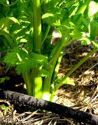 See full list on wikihow.com Growing Celery Two Ways