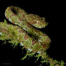 Image result for Xyris schliebenii