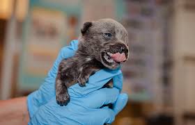 Newborn puppies need to be warm and clean so they can remain healthy. Orphaned Newborn Puppy Care Best Friends Animal Society