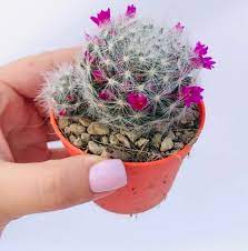 Download spiny cactus images and photos. 39 Best Flowering Cactus Plants Balcony Garden Web
