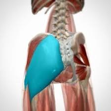 Strengthening the muscles in your back will help to not only eliminate the muscle knots you have, but keep them from coming back as well. Back Pain After Deadlifting Stop Squeezing Your Bum At The Top