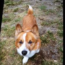 Check spelling or type a new query. Palm Bay Fl Corgi Meet Bam A Pet For Adoption