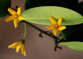 Image result for Secamone brevipes