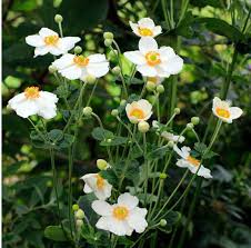 Image result for Aneilema johnstonii