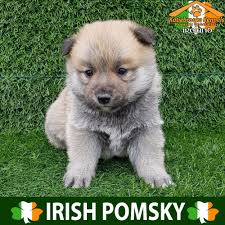 Black And White Pomsky Full Grown Katiebrooke Kennels Pomsky Specialists Ireland Price 1500 F2 Pomsky Puppy Kellie Brown Eyes X Female X Brown Black And White Pomsky Puppies Puppies Pomsky