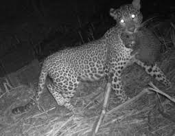 Forest Dept. officials reunite three leopard cubs with their mother in Karnataka's  Hassan district - The Hindu