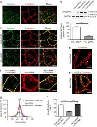 Keeway veiste 125 (kakambal ng rusi rfi). Neogenin Recruitment Of The Wave Regulatory Complex Maintains Adherens Junction Stability And Tension Nature Communications