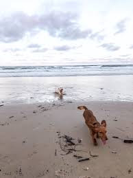 Puppies Sausage Dog Beach Afternoon Walks Photography Content Water Sand Walk Clouds Dog Beach Beach Walk Beach
