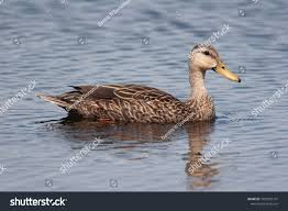 mottled duck florida marsh stock photo edit now 1092981101