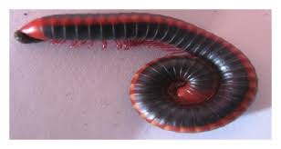 Black And Yellow Centipede Philippines Diversity Of Millipedes In Alagar Hills Reserve Forest In Tamil Nadu India