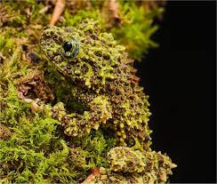 Vietnamese Mossy Frog O O Frog Tree Frogs Animals Beautiful