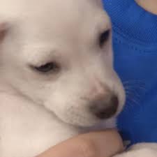 Über 7 millionen englischsprachige bücher. Petland Bill Regulates Statewide Sale Of Dogs To Pet Stores Wsyx