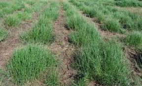 Image result for Acroceras macrum