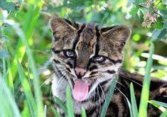 Image Result For Oncilla Endangered Rainforest Animals Rainforest Animals Wild Cats