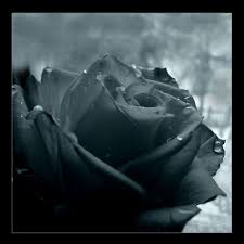 صور ورد دبلان كلمات عن الورود الحبيب للحبيب