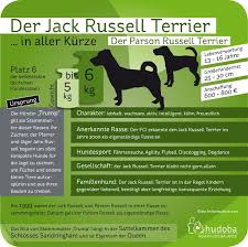 Photos de jack russell terrier. Jack Russel Terrier Kompakter Jagd Und Begleithund Mydog365 Magazin