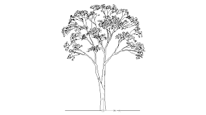 Autocad Drawing Deciduous Trees 1 Dwg