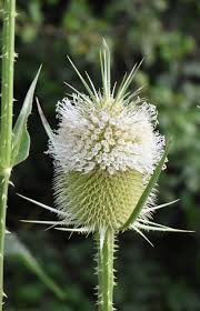 Image result for Dipsacaceae