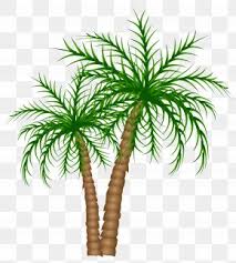 Palm tree png you can download 28 free palm tree png images. Palm Images Palm Transparent Png Free Download