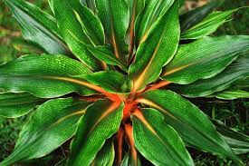 Image result for Chlorophytum filipendulum