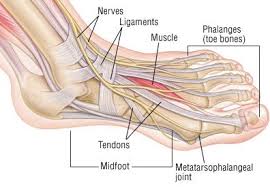 Documents similar to foot anatomy tendons and ligaments. Foot Sprain Guide Causes Symptoms And Treatment Options
