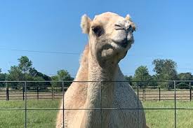 Huge collection, amazing choice, 100+ million high quality, affordable rf and rm images. Caspar The Camel S Testicles Bitten By Florida Woman Cops Crime News