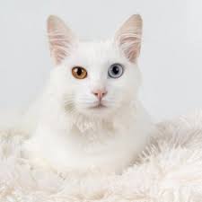 Male siamese cats are pretty much the same, except they have this endless curiosity. White Cat Names Male And Female Over 200 Ideas