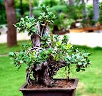 Ficus over a driftwood planted on carved porous stone.