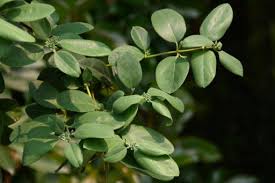 Image result for Lonicera confusa